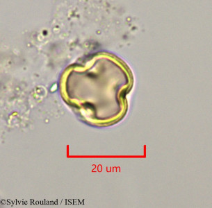 Sylvie.Rouland/Geoffroea_inermis_47282/Geoffroea_inermis_47282_0001(copy)_thumb.jpg