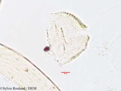 Sylvie.Rouland/Geophila_gerrardii_2895/Geophila_gerrardii_2895_0001(copy)_thumb.jpg