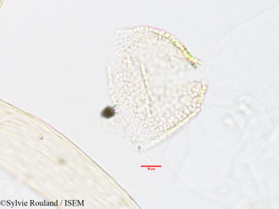 Geophila gerrardii - lame n° 2895