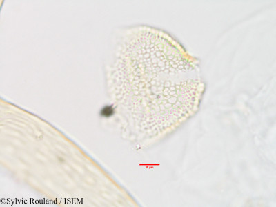 Geophila gerrardii - lame n° 2895