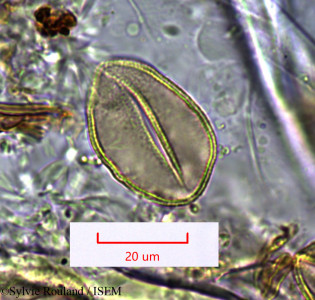 Sylvie.Rouland/Geosiris_aphylla_1524/Geosiris_aphylla_1524_0001(copy)_thumb.jpg