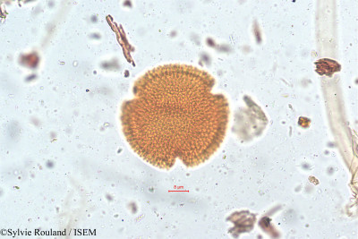 Geranium nepalense - lame n° 5128