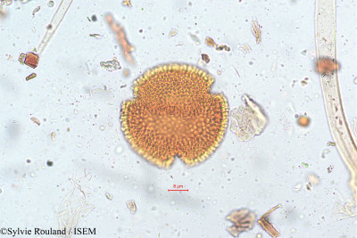 Geranium nepalense - lame n° 5128