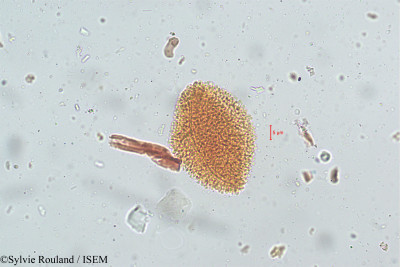 Geranium nepalense - lame n° 5128