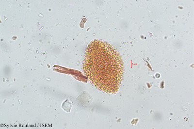 Geranium nepalense - lame n° 5128