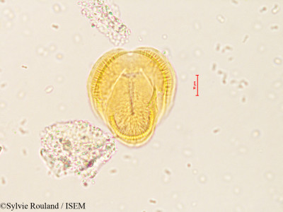Gerbera elliptica - lame n° 4204