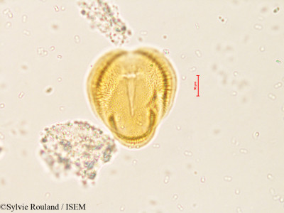 Gerbera elliptica - lame n° 4204