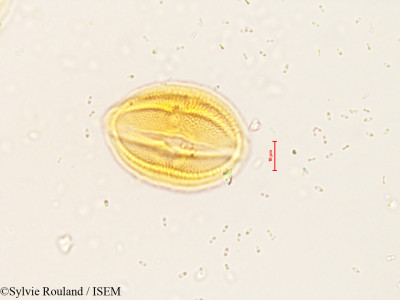 Gerbera elliptica - lame n° 4204