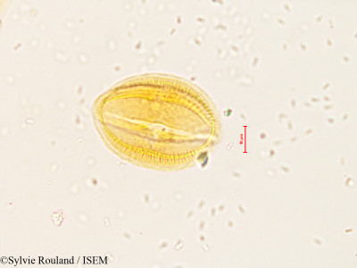 Gerbera elliptica - lame n° 4204