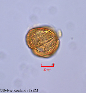 Gilbertiodendron brachystegioides - lame n° 47349