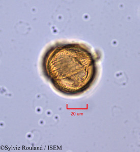 Gilbertiodendron brachystegioides - lame n° 47349