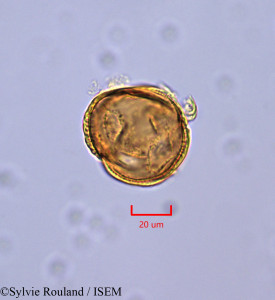 Gilbertiodendron brachystegioides - lame n° 47349