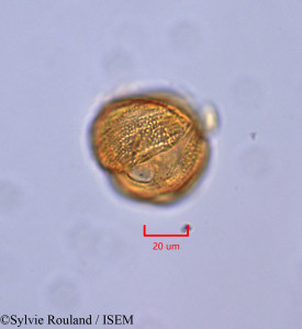 Gilbertiodendron brachystegioides - lame n° 47349