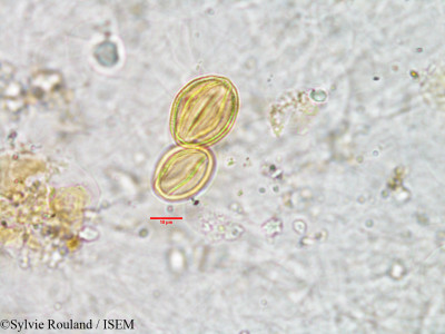 Sylvie.Rouland/Gisekia_pharnaceoides_3008/Gisekia_pharnaceoides_3008_0001(copy)_thumb.jpg