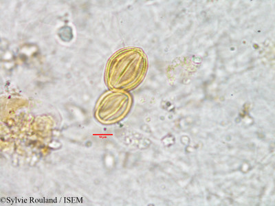 Gisekia pharnaceoides - lame n° 3008