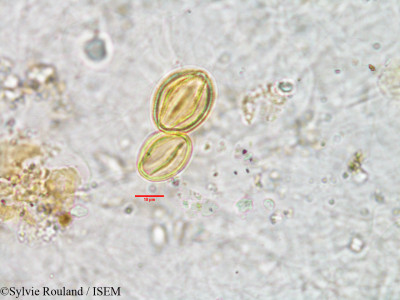 Gisekia pharnaceoides - lame n° 3008