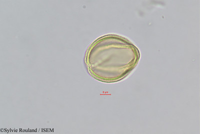 Gisekia pharnaceoides - lame n° 393