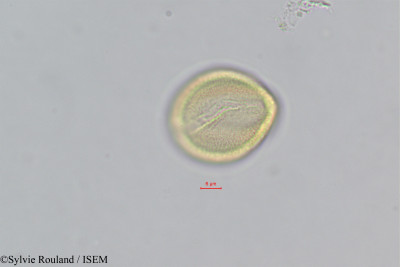 Gisekia pharnaceoides - lame n° 393