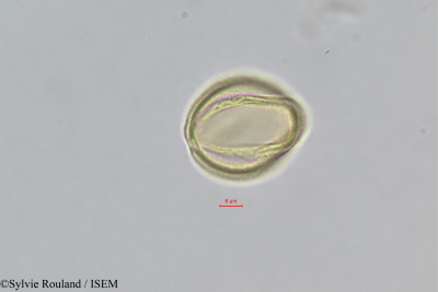 Gisekia pharnaceoides - lame n° 393