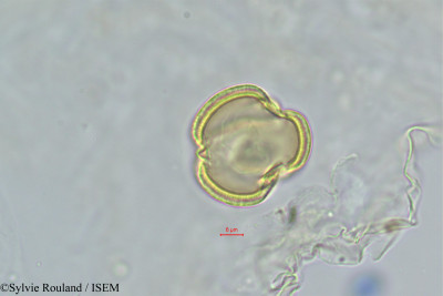 Gisekia pharnaceoides - lame n° 393