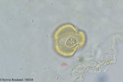 Gisekia pharnaceoides - lame n° 393