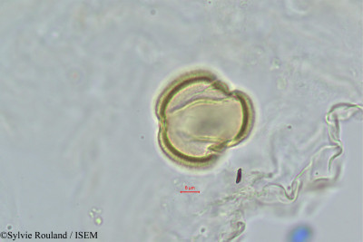 Gisekia pharnaceoides - lame n° 393