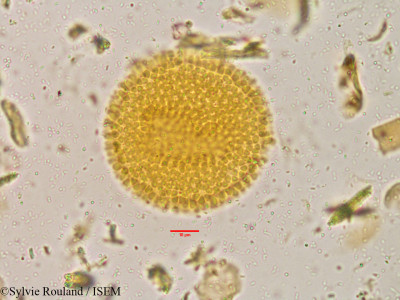 Givotia rottleriformis - lame n° 3896