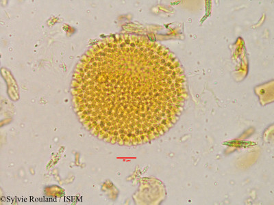 Givotia rottleriformis - lame n° 3896