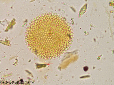 Givotia rottleriformis - lame n° 3896