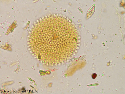 Givotia rottleriformis - lame n° 3896