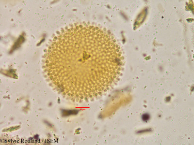 Givotia rottleriformis - lame n° 3896