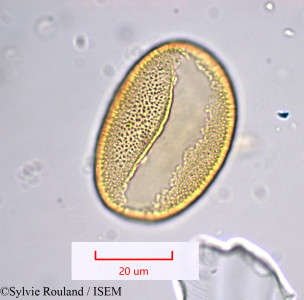 Gladiolus communis - lame n° 1005