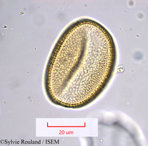 Gladiolus communis - lame n° 1005