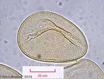 Gladiolus communis - lame n° 1005