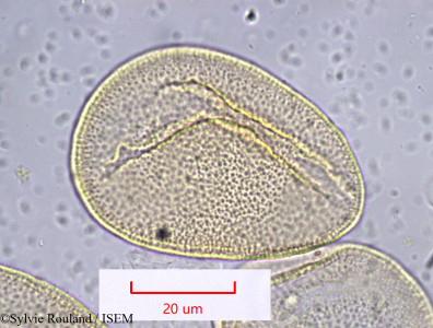Gladiolus communis - lame n° 1005