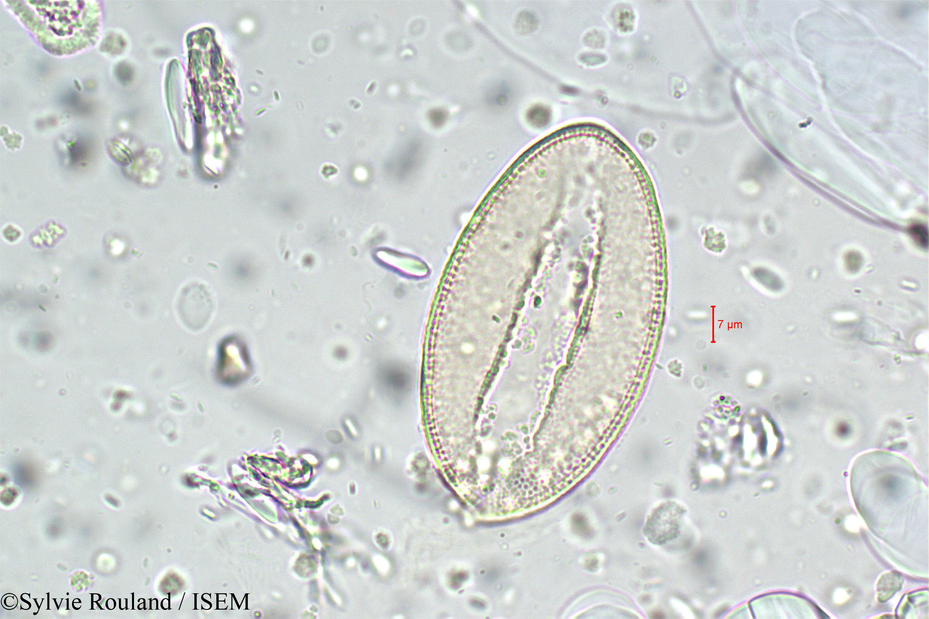 Sylvie.Rouland/Gladiolus_imbricatus_5900/Gladiolus_imbricatus_5900_0001(copy).jpg