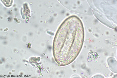 Gladiolus imbricatus - lame n° 5900