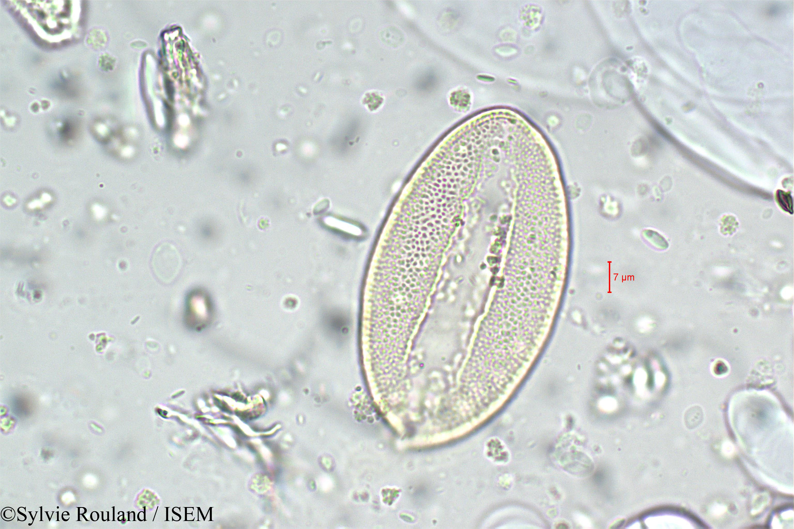 Sylvie.Rouland/Gladiolus_imbricatus_5900/Gladiolus_imbricatus_5900_0003(copy).jpg