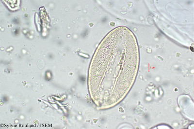 Gladiolus imbricatus - lame n° 5900