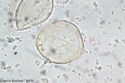 Gladiolus imbricatus - lame n° 5900