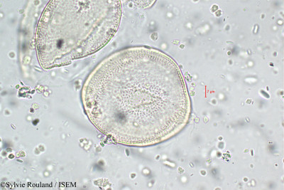 Gladiolus imbricatus - lame n° 5900