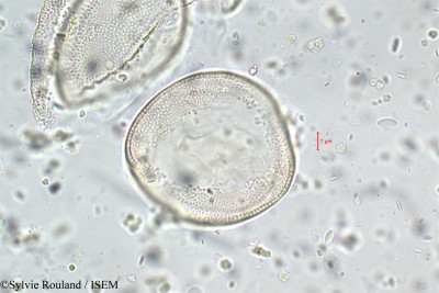 Gladiolus imbricatus - lame n° 5900