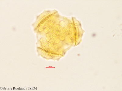 Sylvie.Rouland/Gladiopappus_vernonioides_4091/Gladiopappus_vernonioides_4091_0001(copy)_thumb.jpg