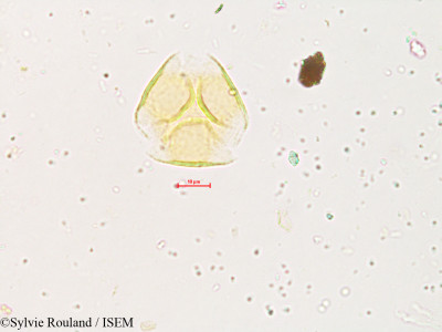 Sylvie.Rouland/Gliricidia_maculata_3994/Gliricidia_maculata_3994_0001(copy)_thumb.jpg