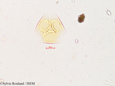 Gliricidia maculata - lame n° 3994