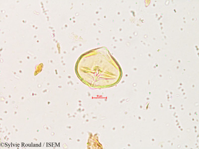 Gliricidia maculata - lame n° 3994