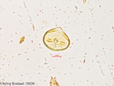 Gliricidia maculata - lame n° 3994