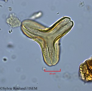 Sylvie.Rouland/Globimetula_braunii_2234/Globimetula_braunii_2234_0001(copy)_thumb.jpg