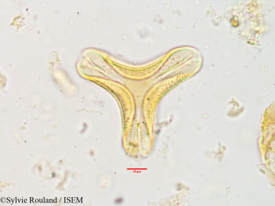 Globimetula braunii - lame n° 3635