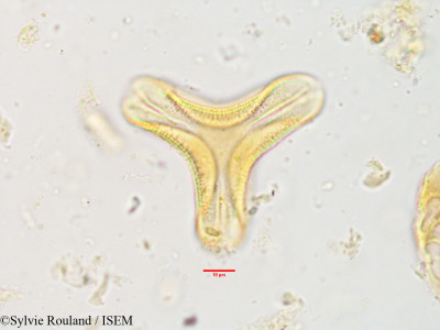 Globimetula braunii - lame n° 3635